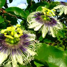 Image result for Passiflora ligularis