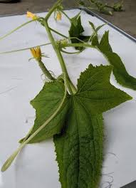 Image result for Cucumis ficifolius