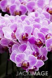 5d 0923 2010台灣國際蘭花展 orchid plants orchids plants