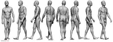 The latter group is the intrinsic muscle group. Male Body Reference Anatomy 360