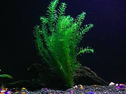 How many betta fish can i keep together? Best Plants For Betta Fish Tank Reviewed 2021