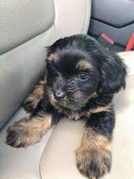 Since the bichon and cavalier have fairly lengthy fur, cavachons will have medium length wavy fur. Small Crossbreed Puppies For Sale Cheap Buy Online