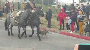 Nunca falta en el desfile un perro cimarrón, raza autóctona del Uruguay, ya  lo expresara el prócer Artigas: "Cuando me quede sin soldados, pelearé con  perr | Las Piedras, Canelones, Uruguay