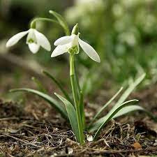 It S Not A Blizzard So Enjoy The Snow Plants Planting Flowers Garden