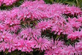 Image result for Monadenium herbaceum