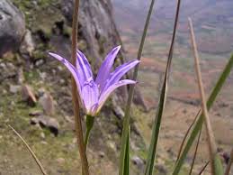 Image result for Xerophyta scabrida