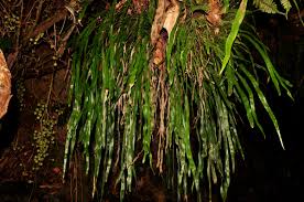 Image result for Vittaria elongata