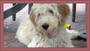 We have a lot of puppies this fall so enjoy browsing through them to pick your new special family member! Goldendoodle Acres Your Wisconsin Goldendoodle Breeder