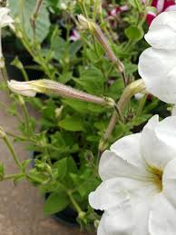 Image result for Petunia axillaris