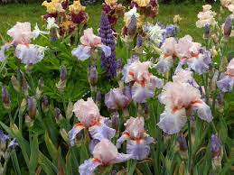 Pin By Meredith On Iris Deer Resistant Perennials Rhizome Herbaceous Perennials