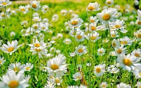 We did not find results for: Aneka Jenis Bunga Warna Warni Yang Cocok Untuk Mempercantik Taman