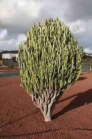 Image result for Euphorbia transvaalensis