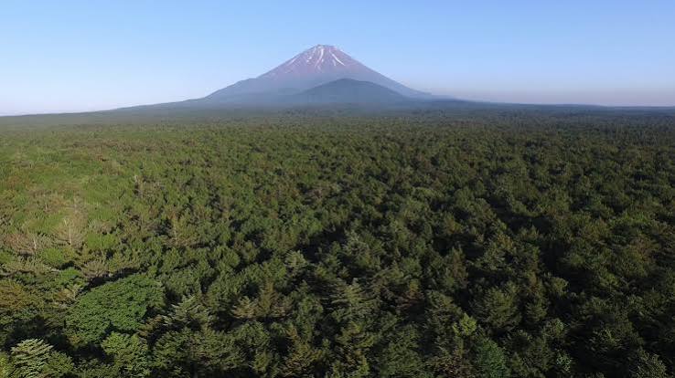 Sea of trees, Yamanashi, Japan - Drone Photography