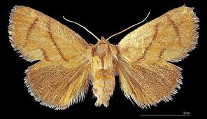Image result for Apoda limacodes