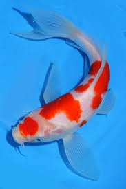 Koi Fish Google Search Pets Koi Gold Fish Betas Goldfish Koi Yuzgec Koi Balik Burcu