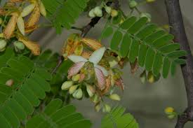 Image result for Tamarindus