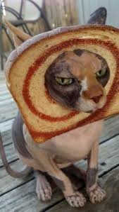 Eat baked bread will provide no real problem for your cat. 110 Cat Bread Ideas Cat Bread Cats Animals