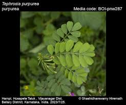 Image result for Tephrosia dasyphylla