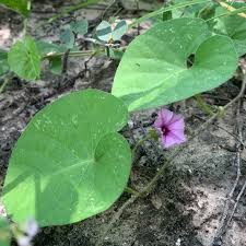 Image result for Ipomoea sinensis