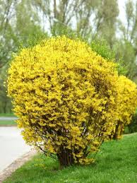 50 Plants That Thrive In Any Yard Lawn And Garden Yard Landscaping Plants