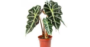 Maybe you would like to learn more about one of these? Buy Alocasia Black Plant Online India At Cheap Price On Plantsguru Com