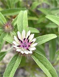 Image result for Dissotis alata