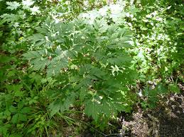 Image result for Blumea adamsii