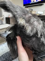 Image result for scabies dog ear