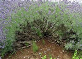 Schneiden Garten Bepflanzen Garten Lavendel Garten Pflanzen