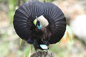 Yang mana burung ini punya bulu yang terlihat begitu indah dan punya kicauan yang terdengar. Burung Burung Cendrawasih Yang Terindah Di Dunia Burung Burung Cantik Hewan