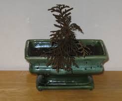Taking care of your bonsai tree. Starting A Bonsai From Seed 6 Steps With Pictures Instructables