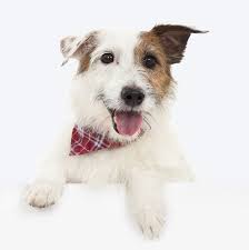 It is going to be extemely warm so remember don't leave your pets in the car, or outside for an extended period of time without shade and plenty of water. Neponset Animal Hospital