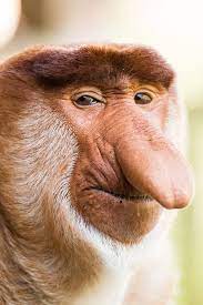 Image Result For Funny Proboscis Monkey Proboscis Monkey Monkey Funny