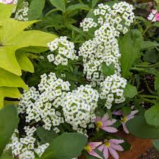 Image result for Allophylus whitei