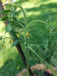Though some types of seeds require light for germination, tomatoes do not. Why Did My Tomatoes Stop Producing Fruit Home Garden Information Center