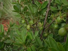 Image result for Diospyros lycioides