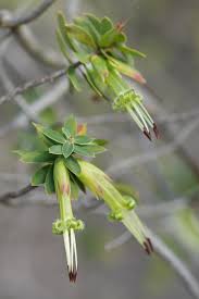 Image result for Behniaceae