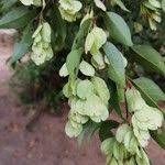 Image result for Hymenocardia ulmoides