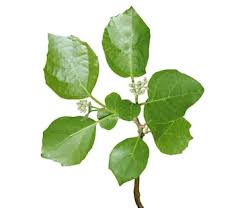 Image result for Cordia dichotoma