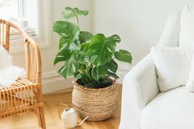 Image result for Monstera