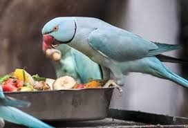 We did not find results for: How Much Protein Do Parrots Need All About Parrots