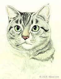 Draw A Majestic Cat In Colored Pencil Cat Drawing Tutorial Animal Drawings Drawings