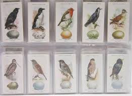 Birds And Their Eggs Pictures Pin Em Of Nature The Most Perfect Thing