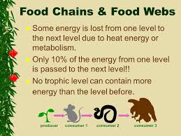 Food chain and food web form an integral part of this ecosystem. Energy Flow Food Chains Webs Eq Explain The Difference Between A Food Web And A Food Chain Ppt Download