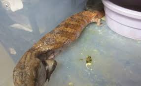 Now you can buy exotic pets with affordable prices. Reptile Store Near Me