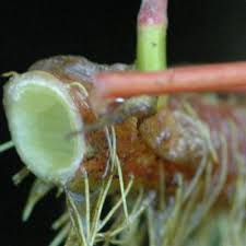 Image result for Aeschynomene fluitans