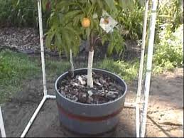 Shaping and promoting a particular tree form is done to establish the plant in a particular situation under certain. Red Haven Peach Tree With Pvc Built Fruit Cage Youtube
