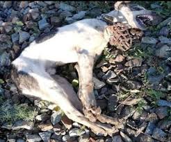 Rescue of a fragile stray dog in Zarinsk sparks journey of ...