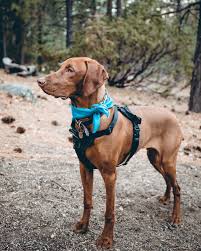 Contact us in 2020 for info beautiful akc registered vizsla puppies for sale. 15 Things Only Vizsla Owners Would Understand Petpress Dog Breeds Vizsla Best Dog Breeds