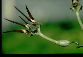 Image result for Ceropegia stenantha